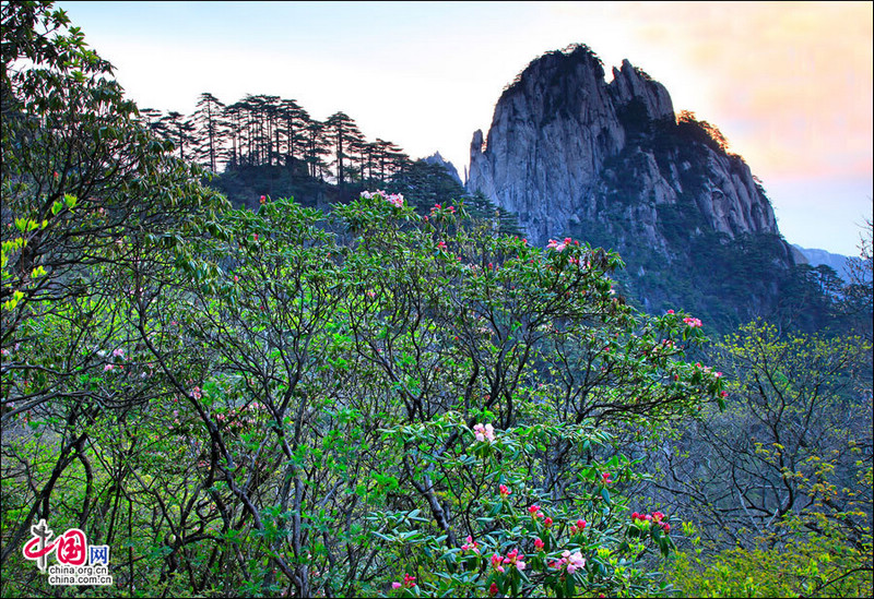 Красивые рододендроны на горе Хуаншань