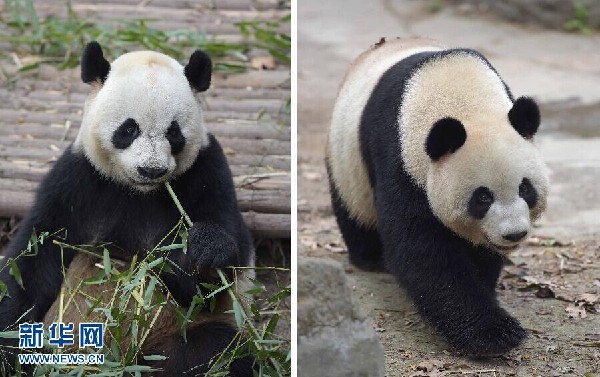 Новая пара панд в Аомэне покажет себя публике 1 июня
