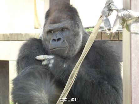 Самый красивый орангутанг пользуется огромной популярностью в Интернете 