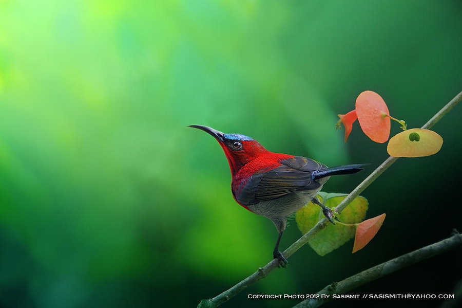 Красивые фото птиц от Sasi-smit
