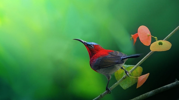 Красивые фото птиц от Sasi-smit