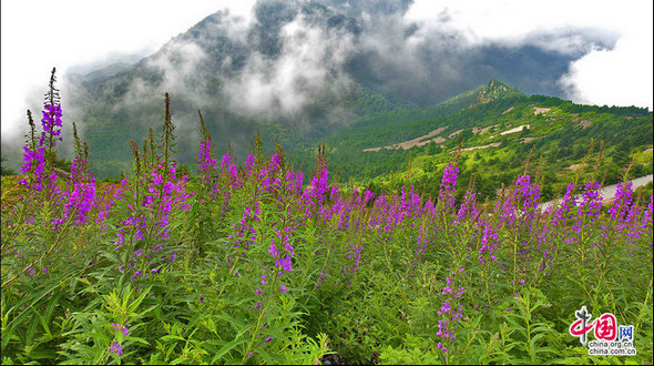 Фото: Июльские пейзажи горы Улиншань