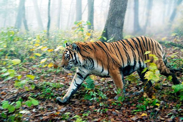 Популяция амурских тигров продолжает численно увеличиваться: Китай планирует начать перепись диких животных