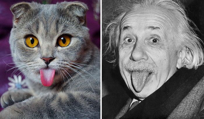 Российская кошка-Эйнштейн стала звездой Интернета 