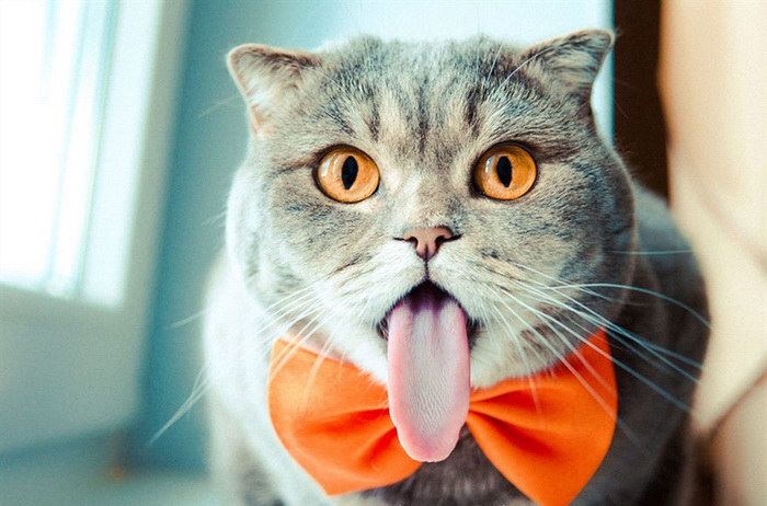 Российская кошка-Эйнштейн стала звездой Интернета 