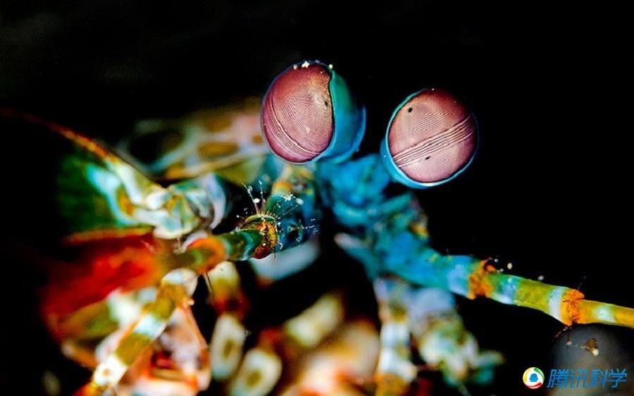 Обитатели подводного мира в объективе фотографа Колина Маршалла