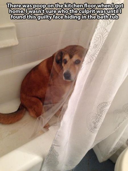 Извини, я виноват!