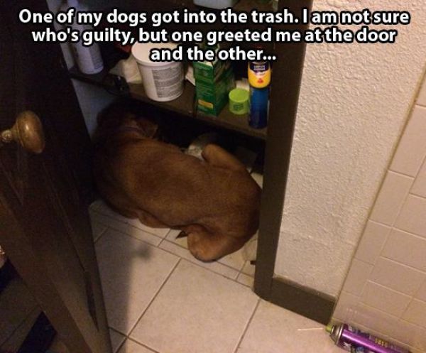 Извини, я виноват!