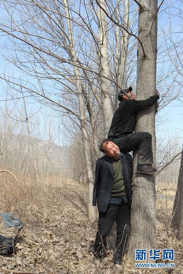 Фото-история: два инвалида из провинции Хэбэй за 10 лет посадили 10 тысяч деревьев 