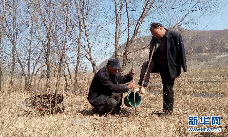 Фото-история: два инвалида из провинции Хэбэй за 10 лет посадили 10 тысяч деревьев 