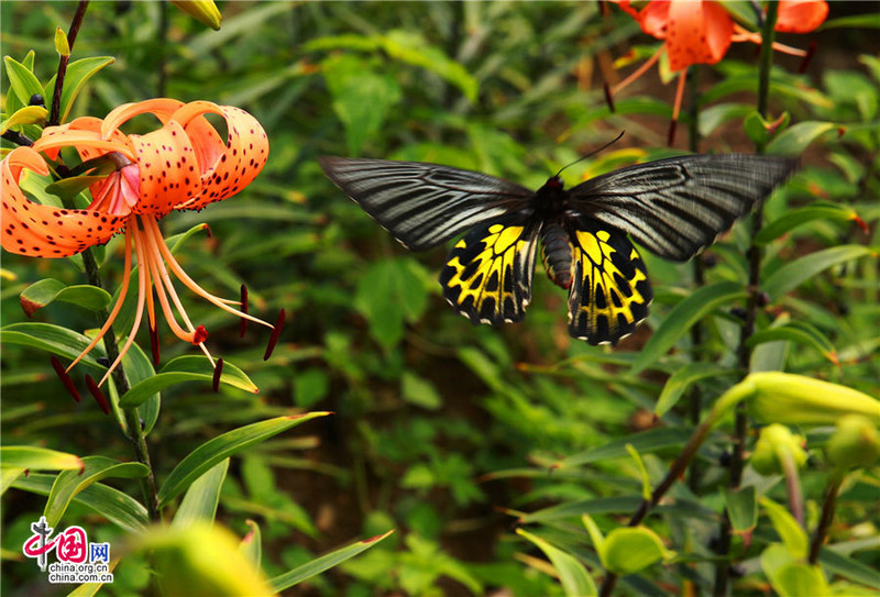 Красивые бабочки в море цветов в Цзыгуе