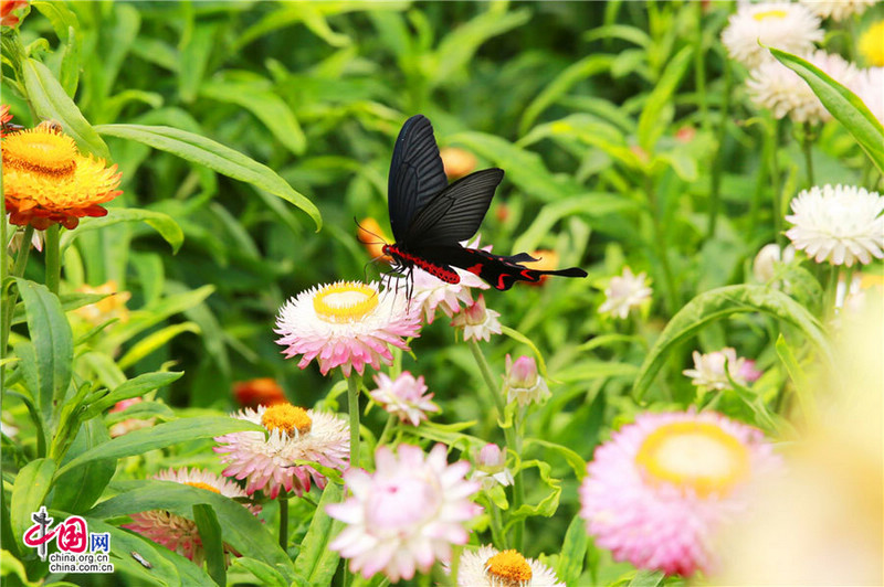 Красивые бабочки в море цветов в Цзыгуе