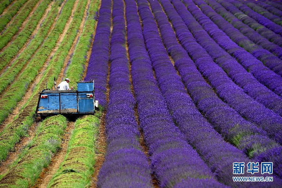 На фото: 14 июля трактор двигался по рядам лаванды во время сбора урожая в Западном Суссексе.