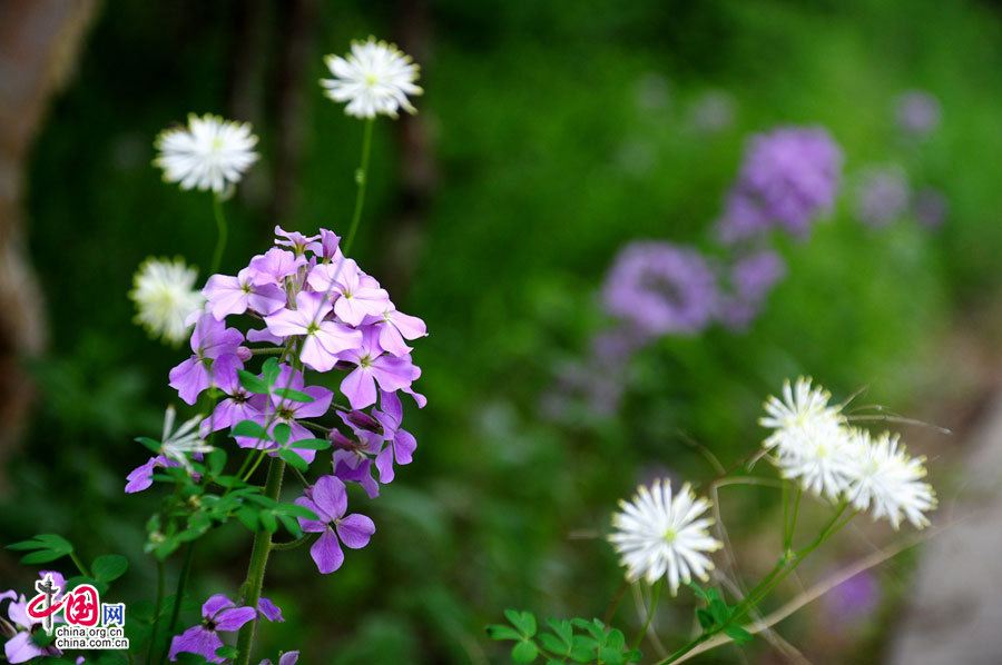 Прекрасные июльские пейзажи в горах Улиншань