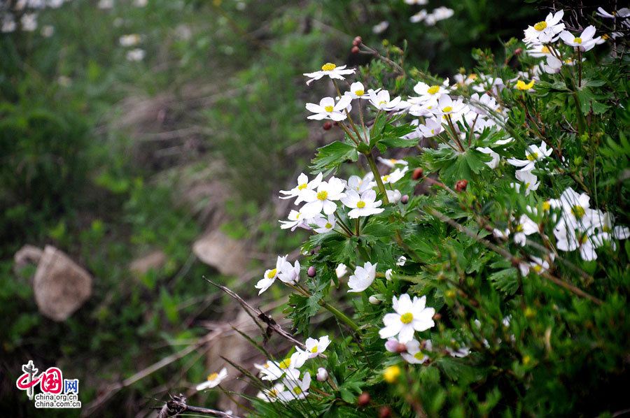 Прекрасные июльские пейзажи в горах Улиншань