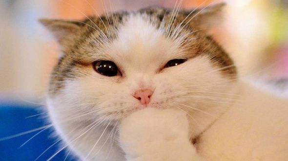 Вот эти милые животные!