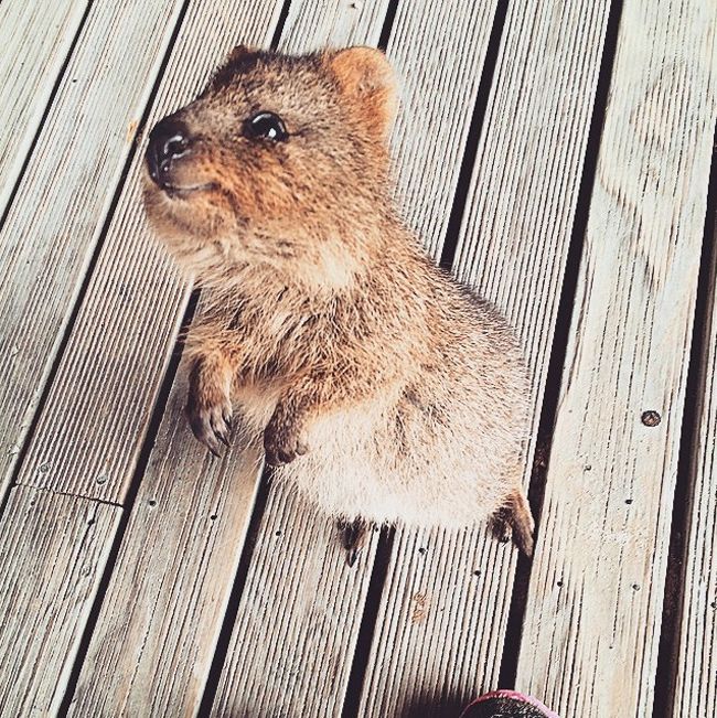 Вот эти милые животные!