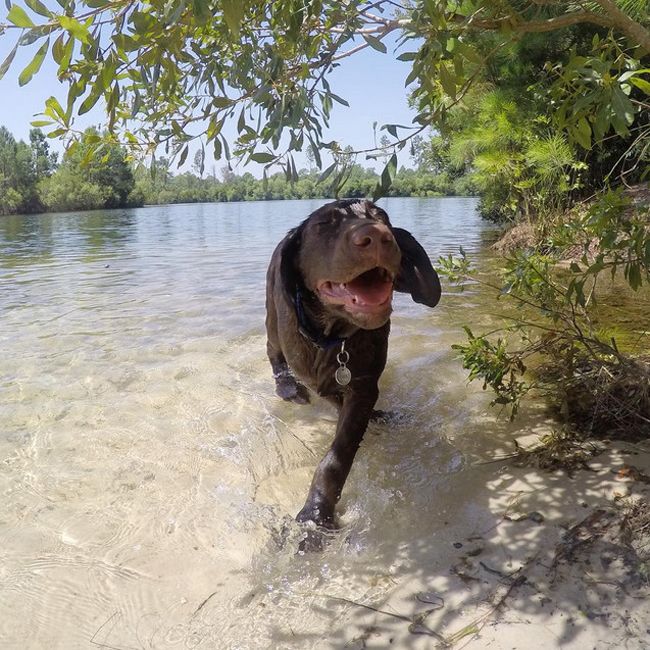 Вот эти милые животные!