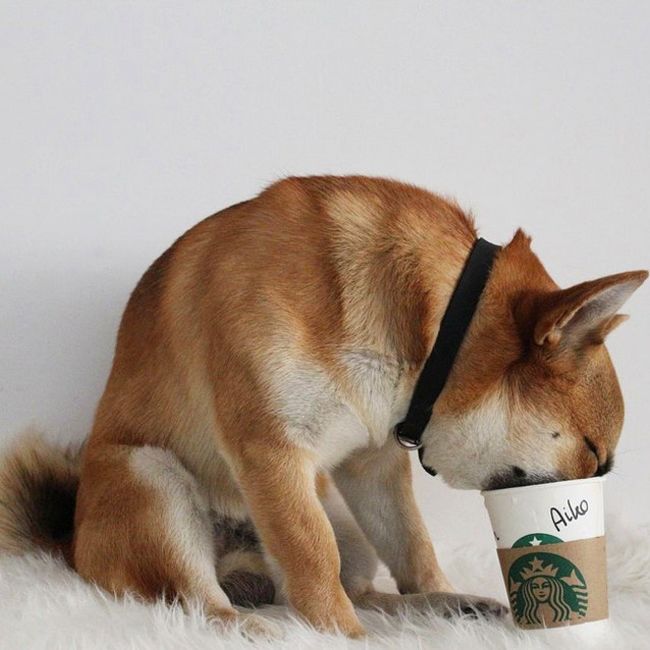 Вот эти милые животные!