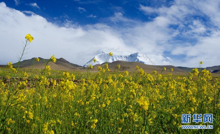 Цветение рапса в горах в Тибетском автономном районе 