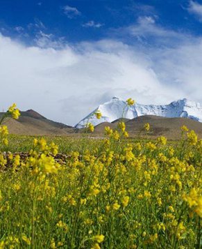 Цветение рапса в горах в Тибетском автономном районе