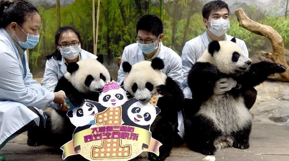 Единственной в мире тройне детенышей панды в Китае исполнилось 1 год