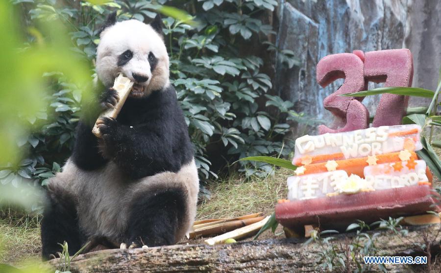 В среднем гигантские панды живут около 20 лет. Цзя-Цзя стала дважды рекордсменкой по версии книги Гиннеса: она является старейшей пандой, выросшей в неволе, и старейшей пандой из ныне живущих.