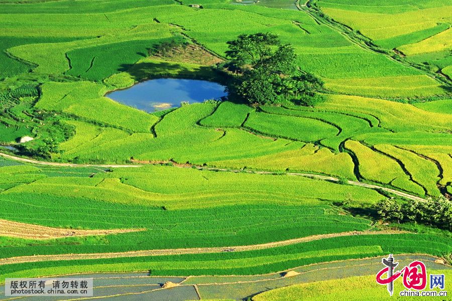 Живописное рисовое поле в уезде Цюаньчжоу Гуанси-Чжуанского автономного района
