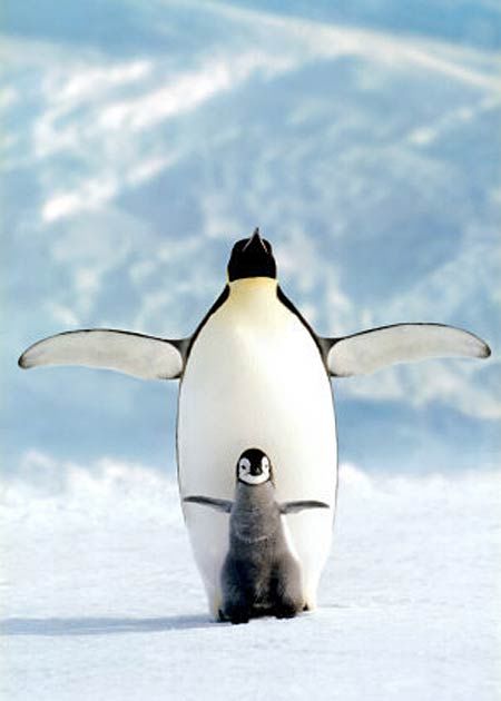 Милые фотографии пингвинов