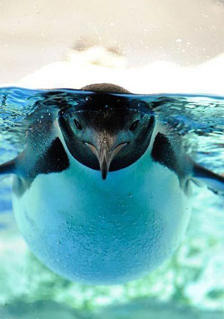Милые фотографии пингвинов