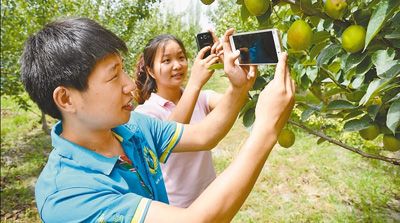 Студенты помогают крестьянам СУАР продавать фрукты через Интернет  