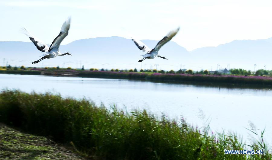 Государственные водно-болотные угодия в городе Чжанъе в провинции Ганьсу