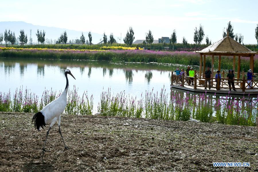 Государственные водно-болотные угодия в городе Чжанъе в провинции Ганьсу