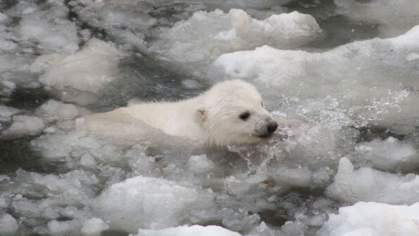 Фотограф снял, как симпатичный белый медвежонок первый раз входит в воду