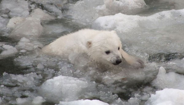 Фотограф снял, как симпатичный белый медвежонок первый раз входит в воду