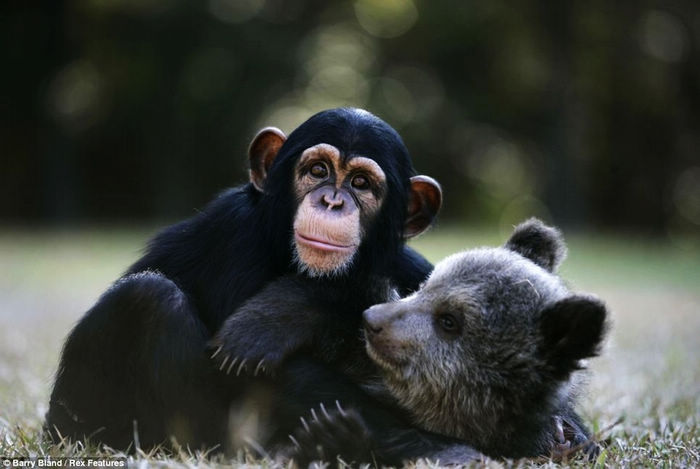 Детеныш гризли с гориллой стали близкими друзьями в зоопарке США