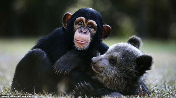 Детеныш гризли с гориллой стали близкими друзьями в зоопарке США