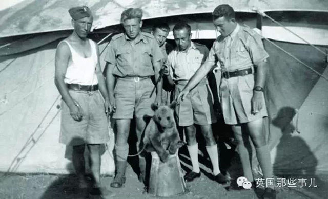 Войтек – единственный медведь, участвовавший во Второй мировой войне