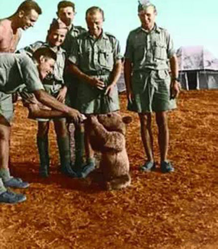 Войтек – единственный медведь, участвовавший во Второй мировой войне