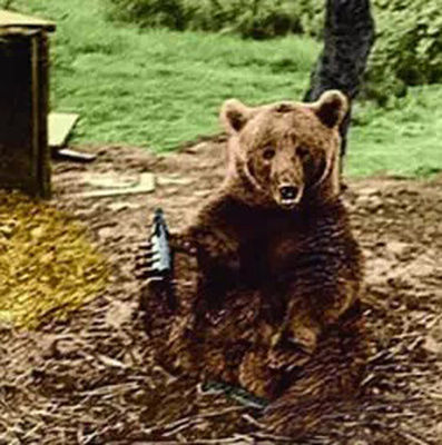 Войтек – единственный медведь, участвовавший во Второй мировой войне