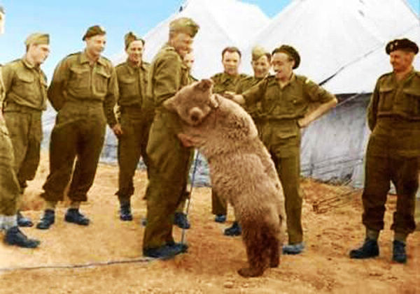 Войтек – единственный медведь, участвовавший во Второй мировой войне