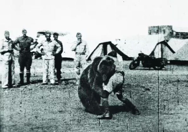 Войтек – единственный медведь, участвовавший во Второй мировой войне