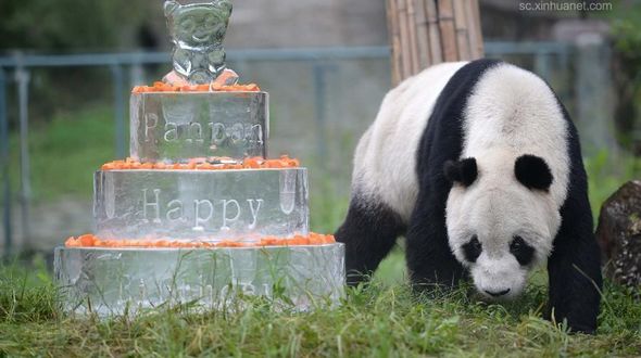 Старейший в мире самец большой панды Паньпань отметил свой 30-й день рождения