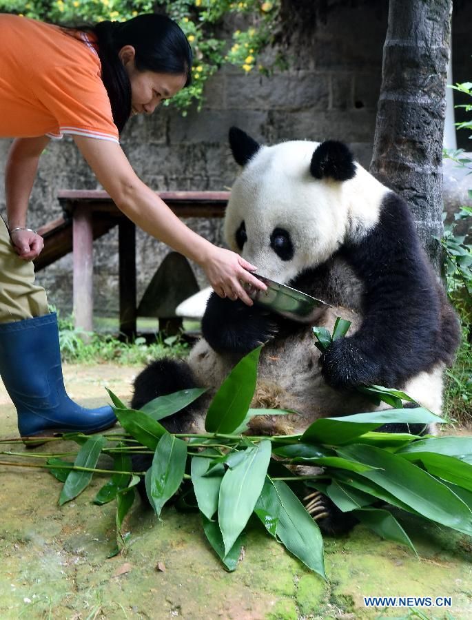 Гигантская панда 'Ба Сы' будет отмечать 35 летний день рождения