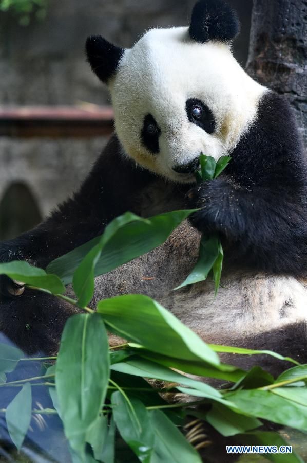 Гигантская панда &apos;Ба Сы&apos; будет отмечать 35 летний день рождения