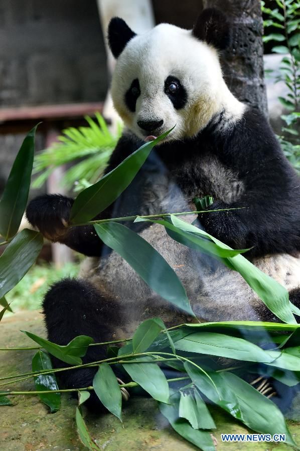 Гигантская панда &apos;Ба Сы&apos; будет отмечать 35 летний день рождения