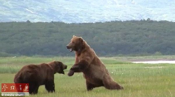 Два медведя гризли не поделили обед