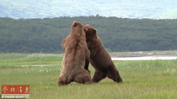 Два медведя гризли не поделили обед