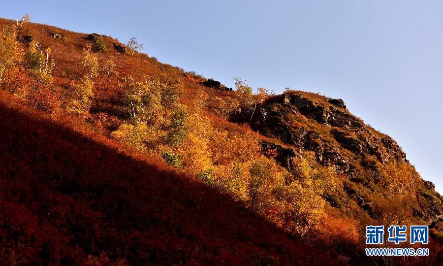 Золотая осень в заповеднике Дациншань Внутренней Монголии