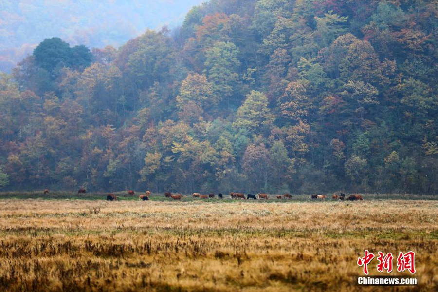 Осенние пейзажи государственного парка водно-болотистых угодий Дацзюху в лесном районе Шэньнунцзя, пров. Хубэй